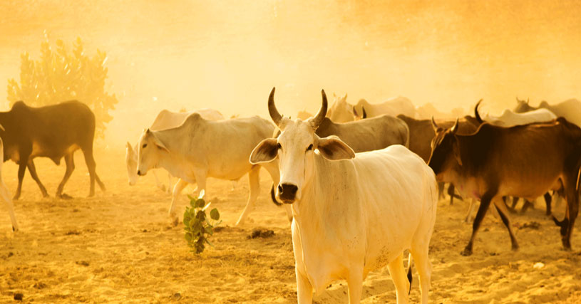The high quantity producing European cows have practically replaced the high quality producing Indian breeds, in many dairies in the country.